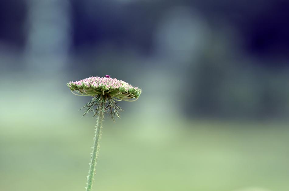 Nature Flora Flower