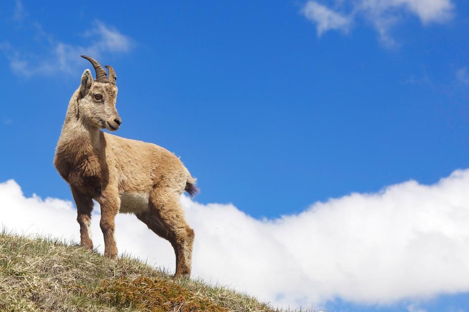 Nature Outdoors Mammal