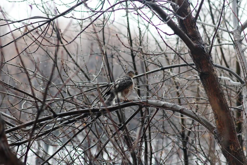 Tree Winter Nature
