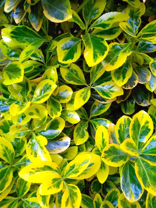 Leaf Plant Nature