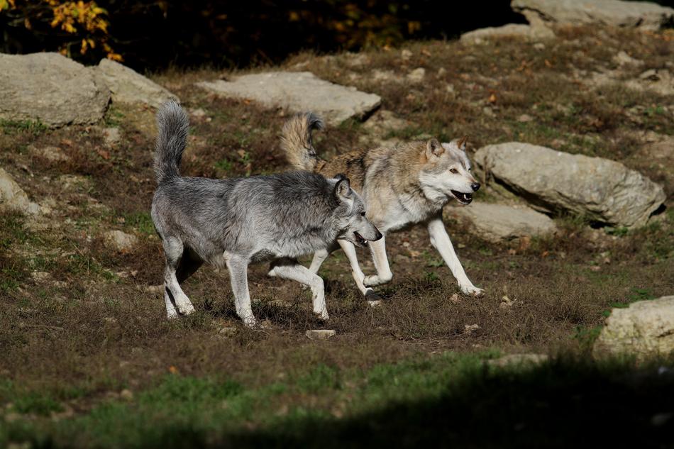 Wolves Timber Canada