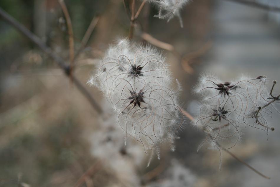 Nature Plant Winter Close