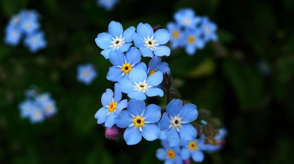 Flower Nots Nature