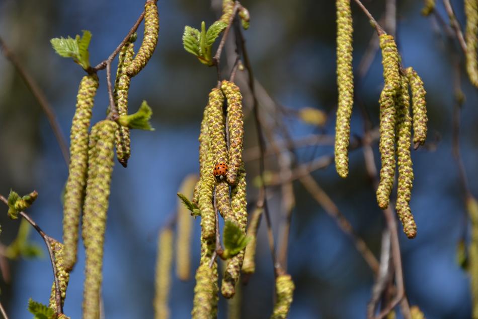 Plant Tree Nature