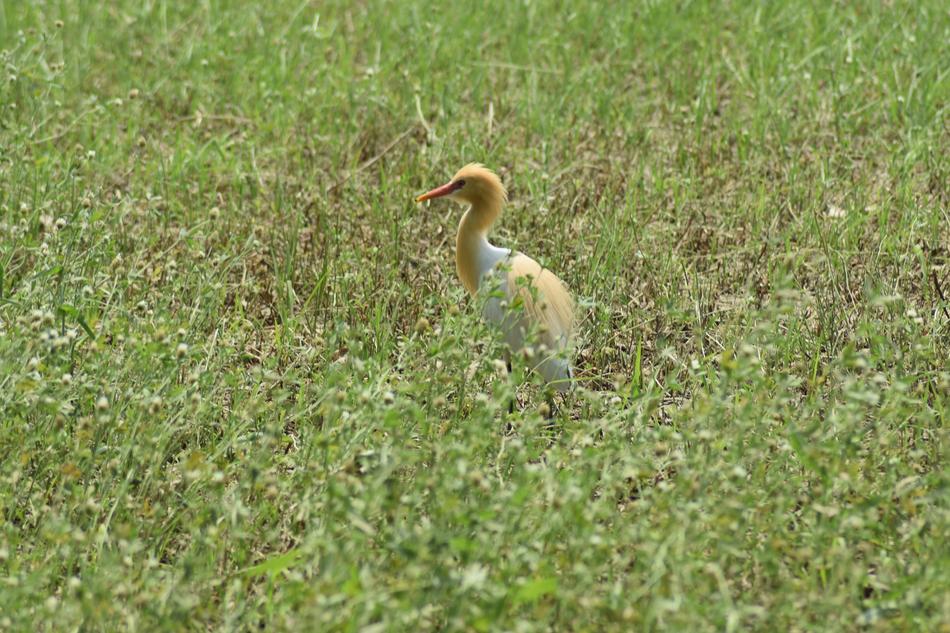 Birds Wildlife Wild