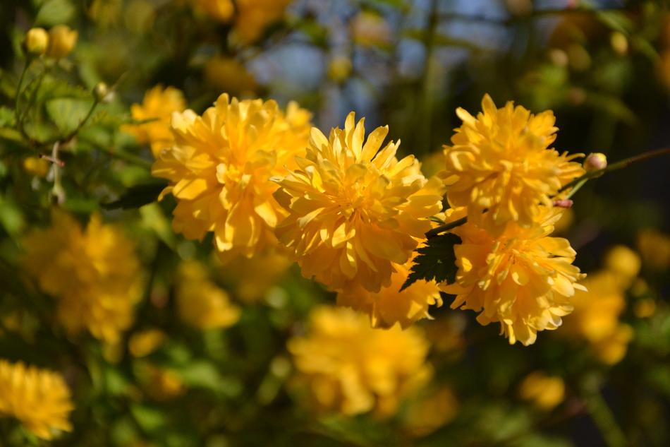 Flower Nature Plant