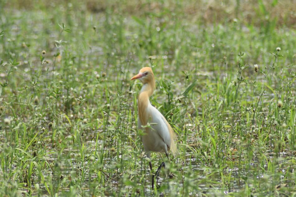 Birds Wildlife Wild