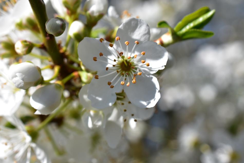 Flower Nature Plant