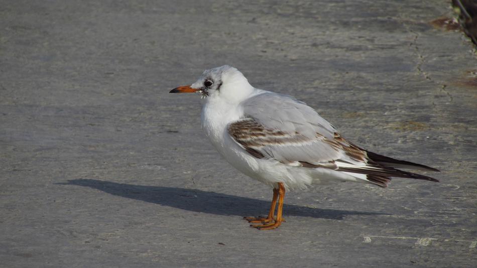 Birds Wildlife Nature