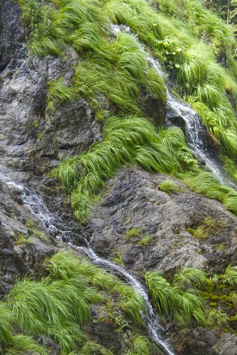 Nature Moss Plant