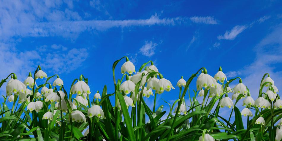 Nature Spring Snowflake