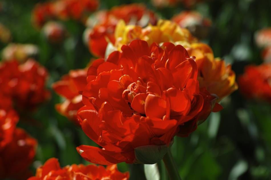 Macro Flowers blur