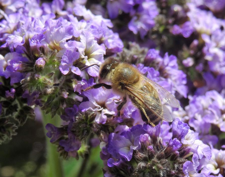 Flower Bee Nature