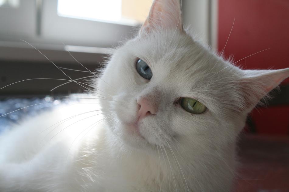 Beautiful white cat