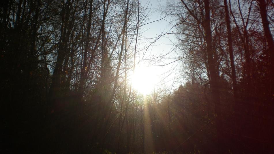Nature Rays
