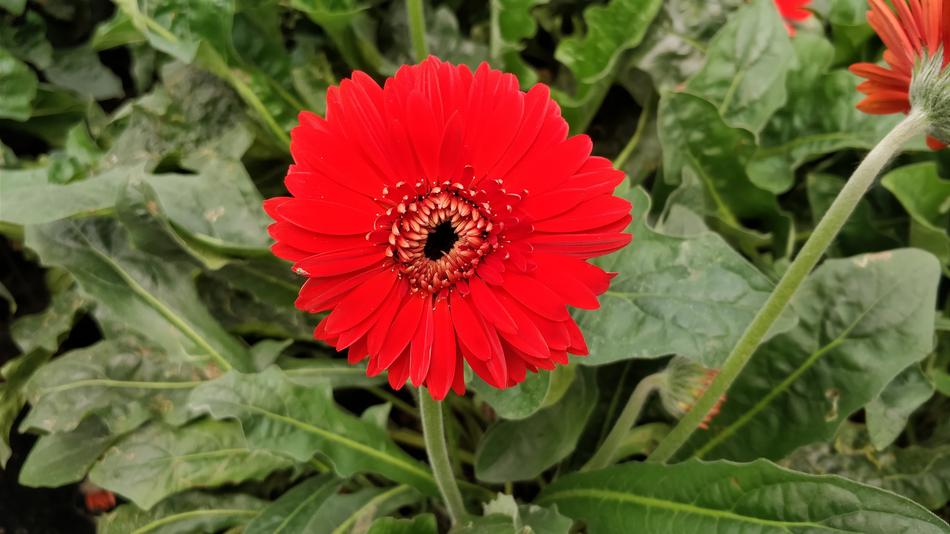 Flower Flora Nature