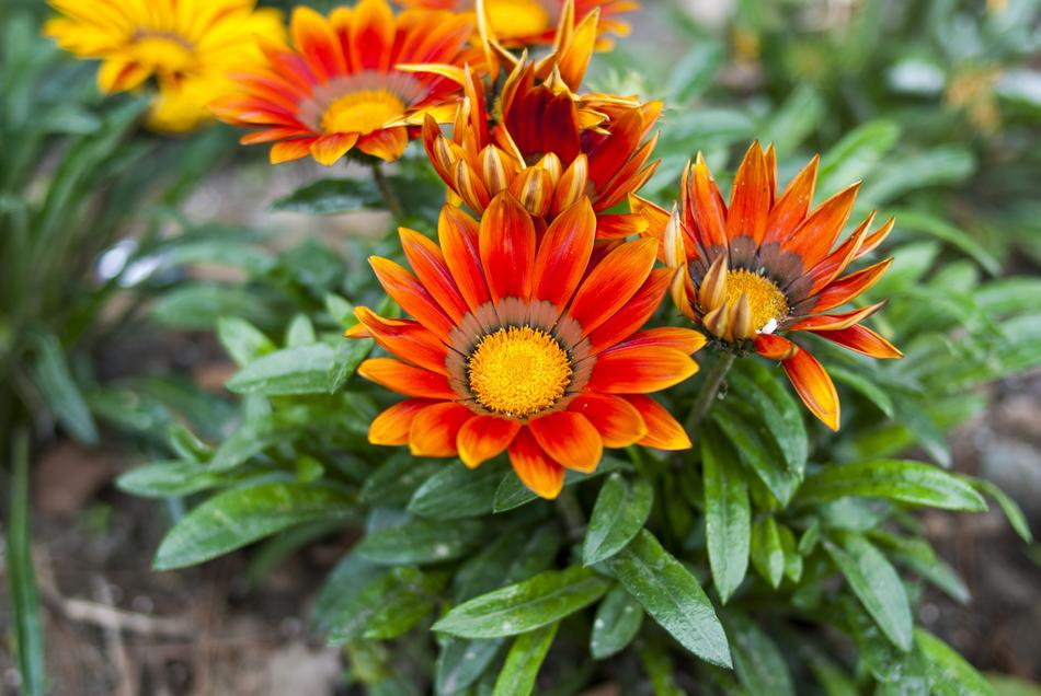 Plant Nature Garden