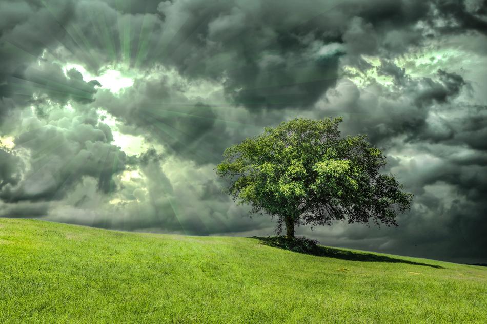 Oak Tree Grass
