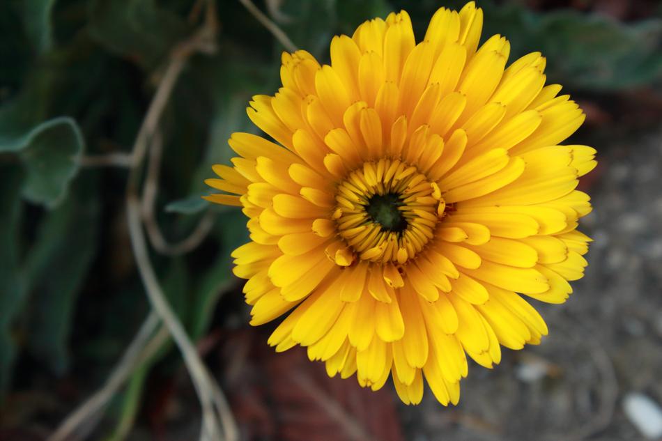 Nature Plant Flower