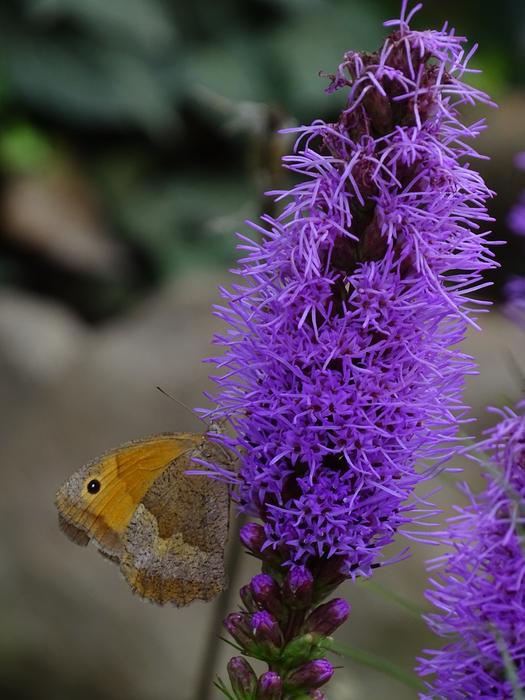 Butterfly Macro Purple