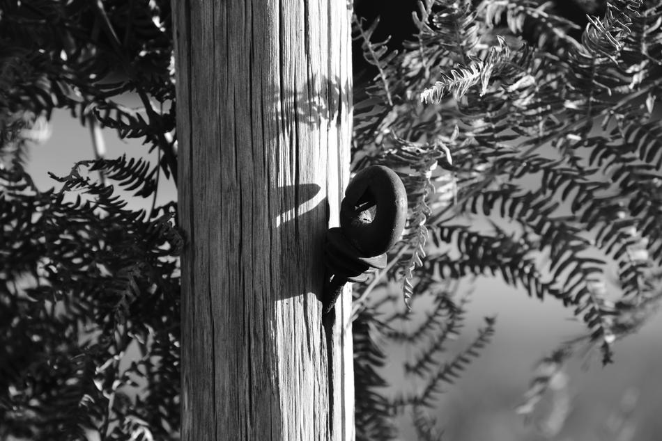 Post Wood Nature