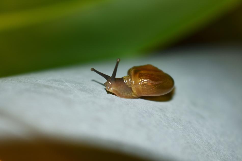 Snail Brown Outdoor