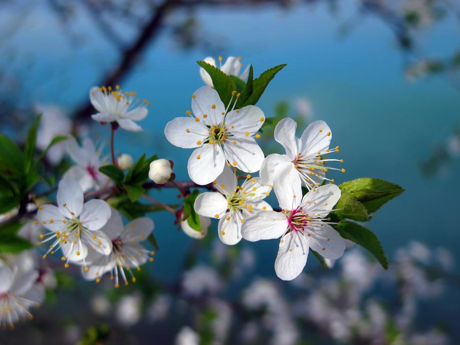 Cherry Tree Blossom Spring
