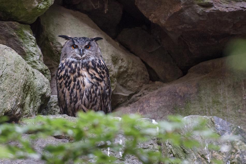 Owl Forest Animal