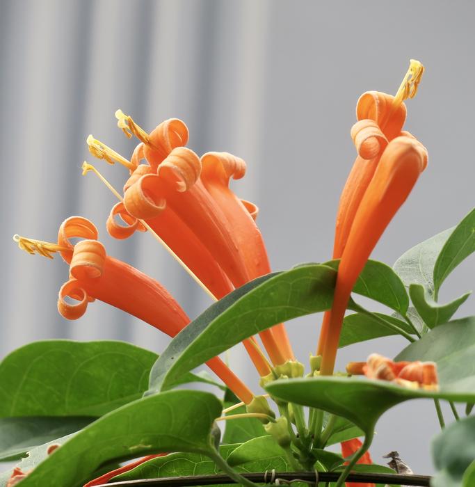 Nature Plant Flower
