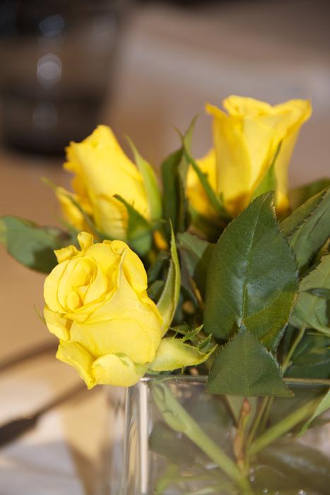 Yellow Roses Flowers Blossom