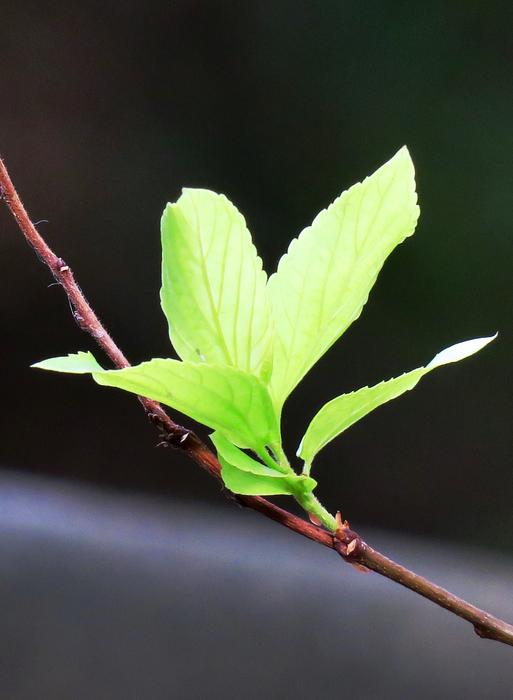 Leaf Nature Plant Kinds Of