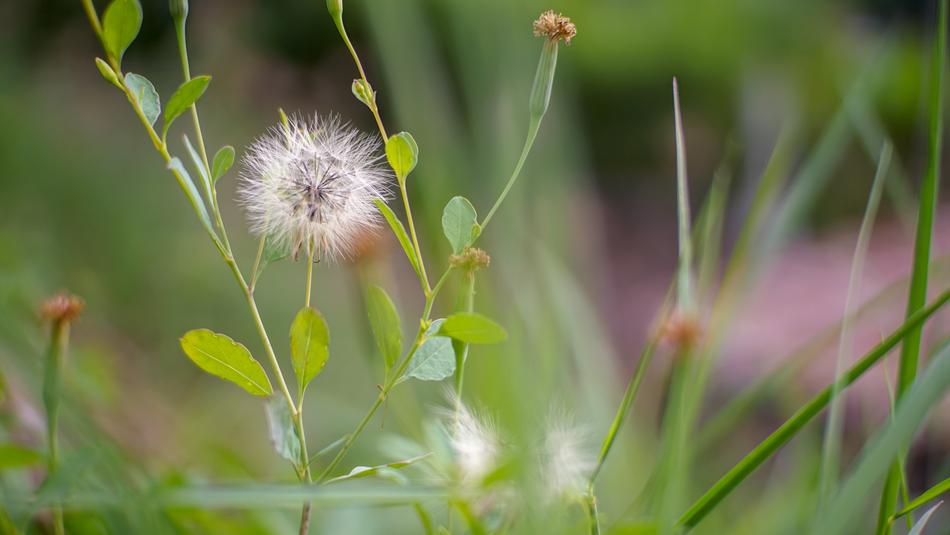 Nature Flora Summer