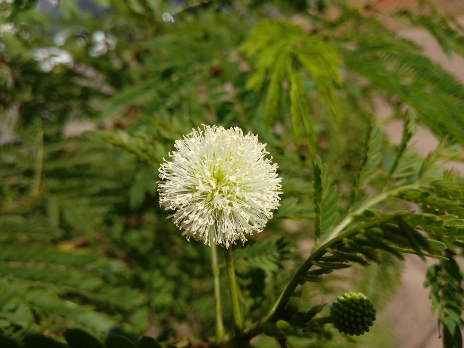 white dandelion in a green leafy forest
