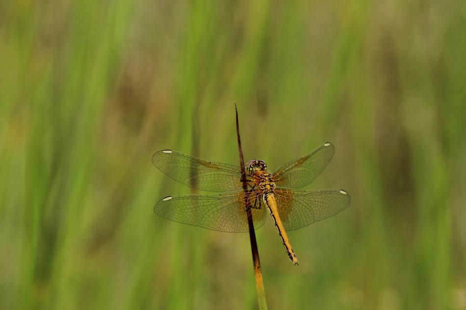 The insect in the grass is beautiful