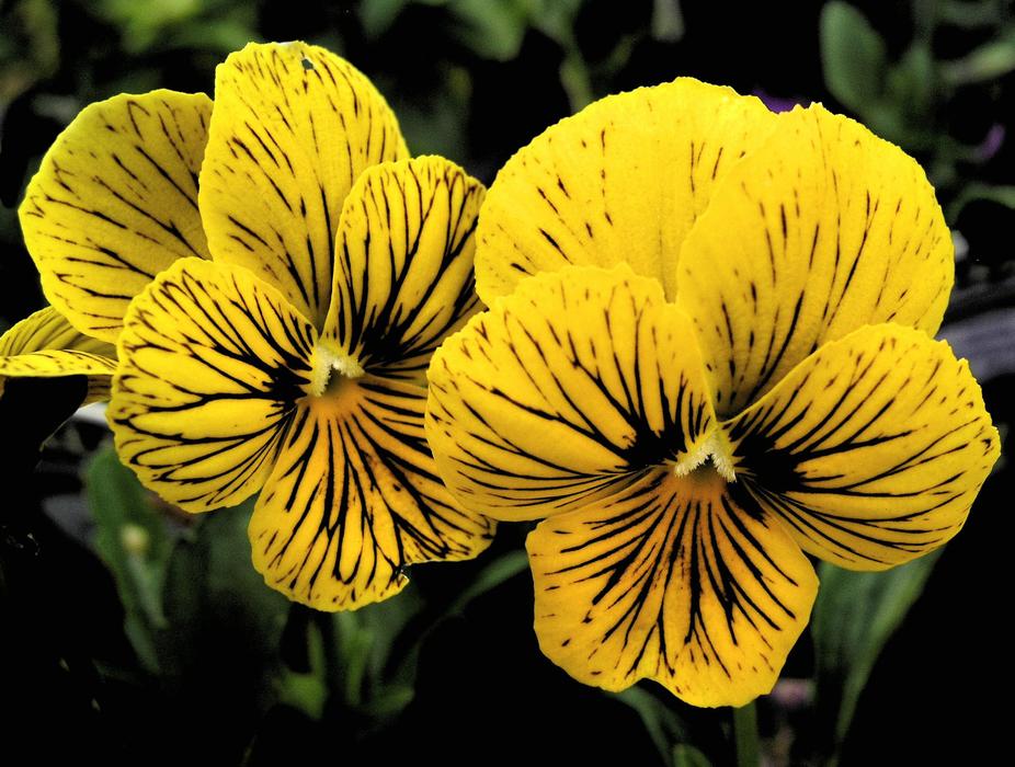 Flower Nature Flora