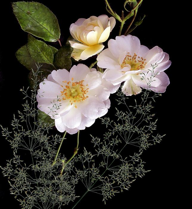Flower Plant Nature
