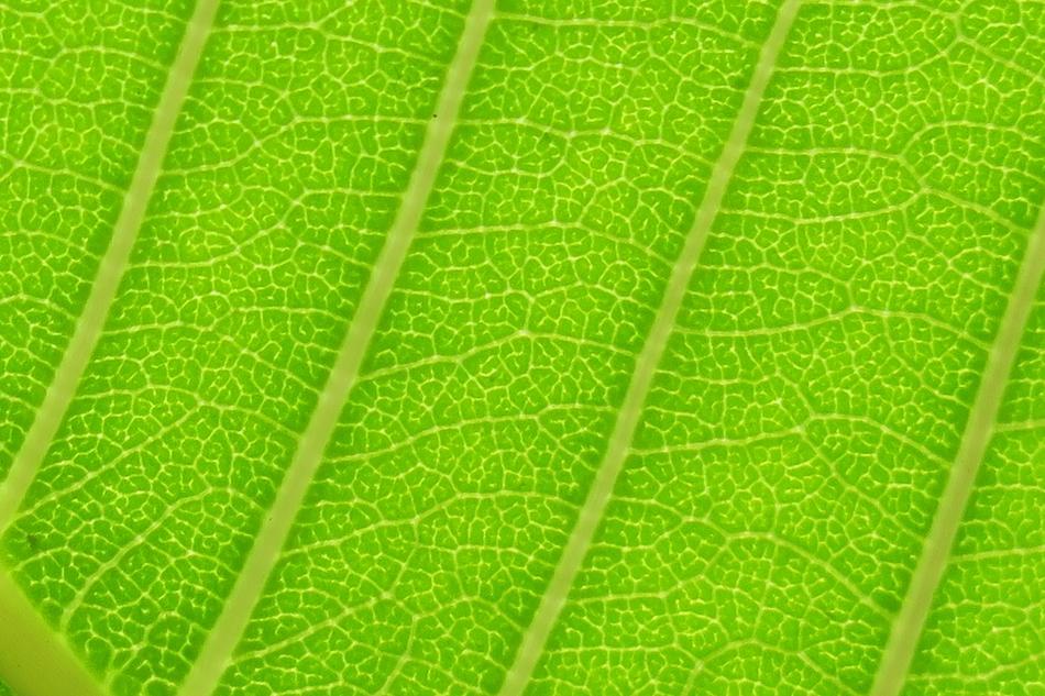 Leaf Nature Plant