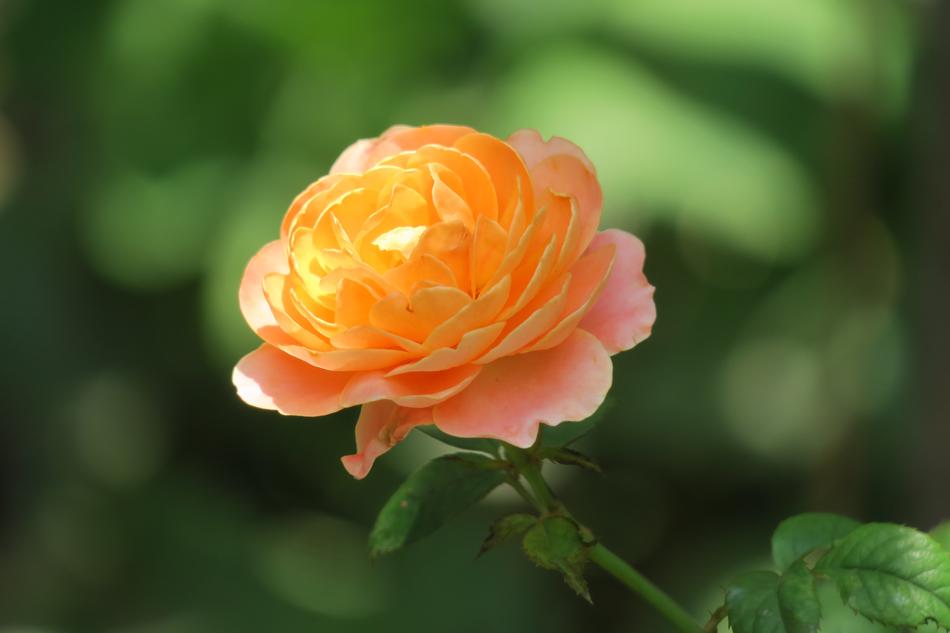 Flower Nature Plant