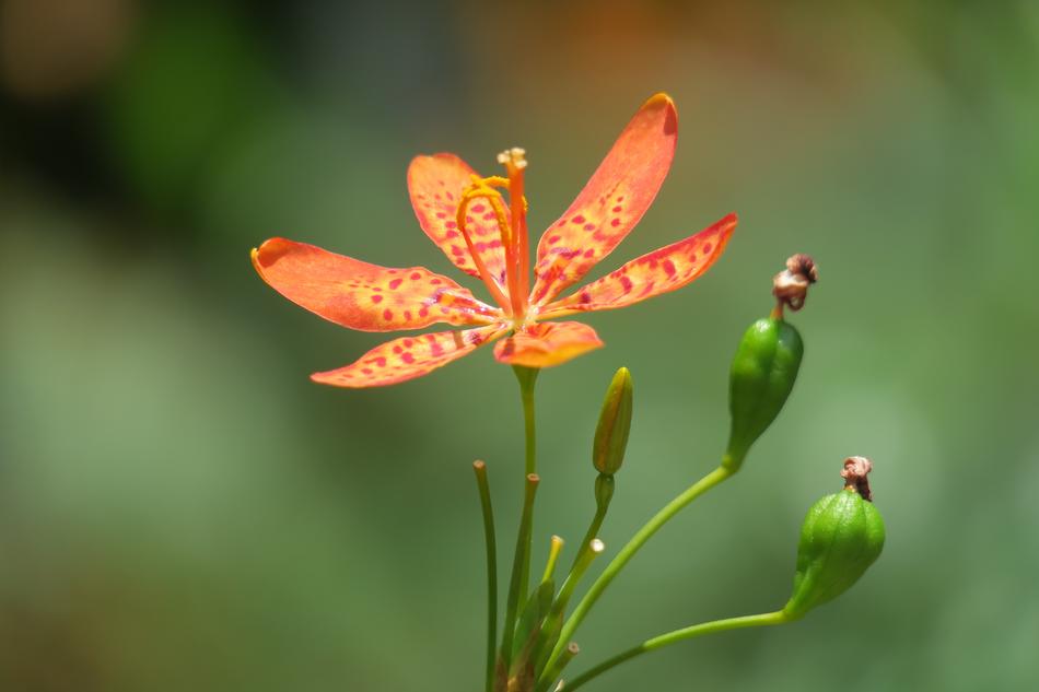 Shegan Flower Plant Wild