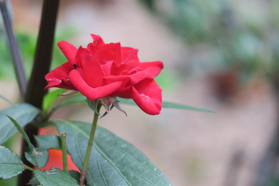Flower Nature Plant