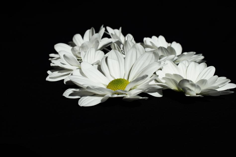 White Black Color