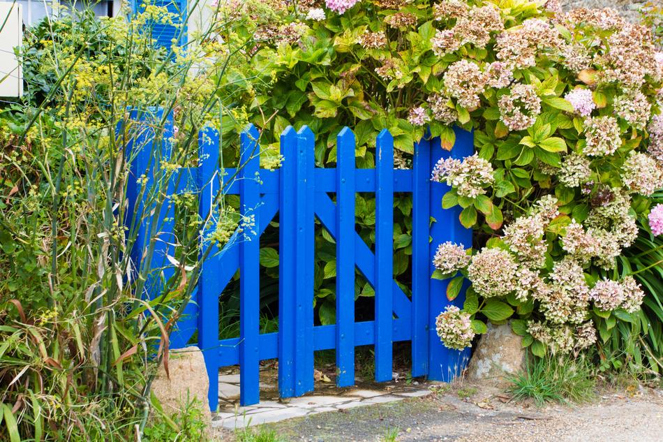 Flower Plant Garden