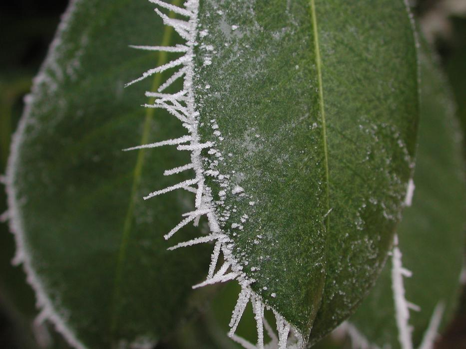 Nature Leaf Flora