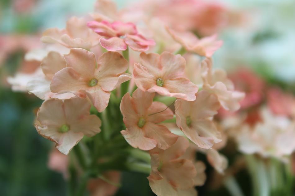 Flower Apricot
