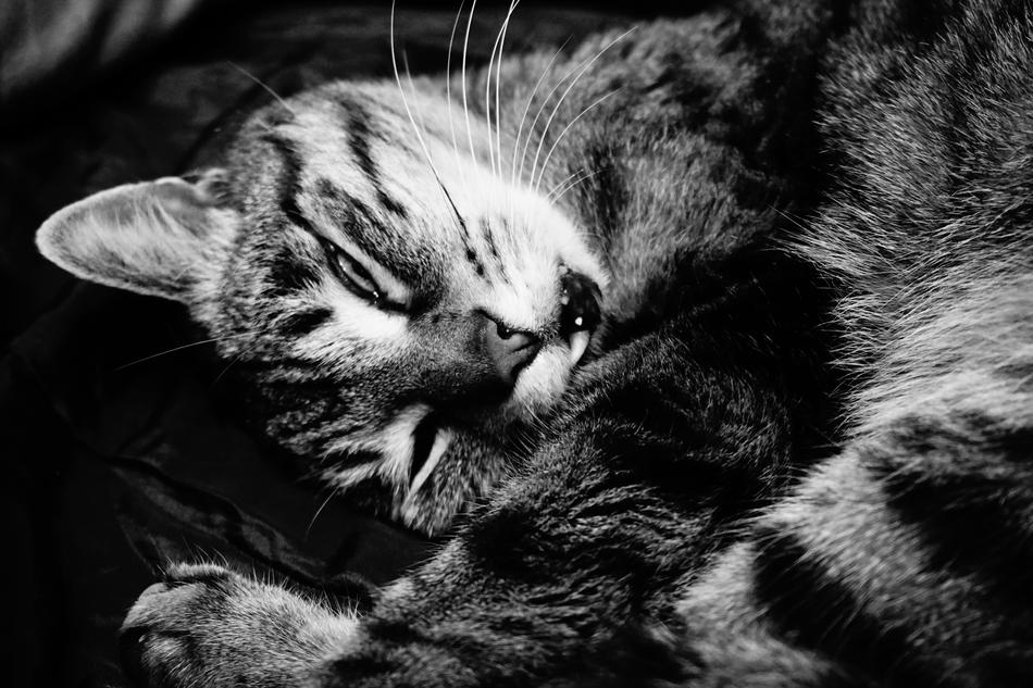 sleeping Cat, cute Pet, Black And white