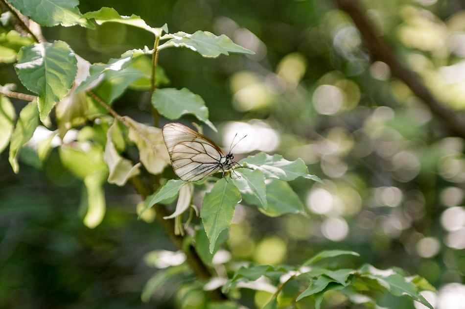 Sheet Nature Plant