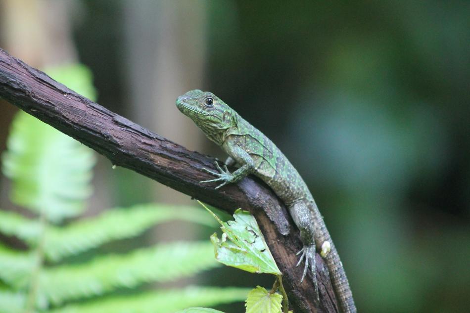 Nature Fauna Animal