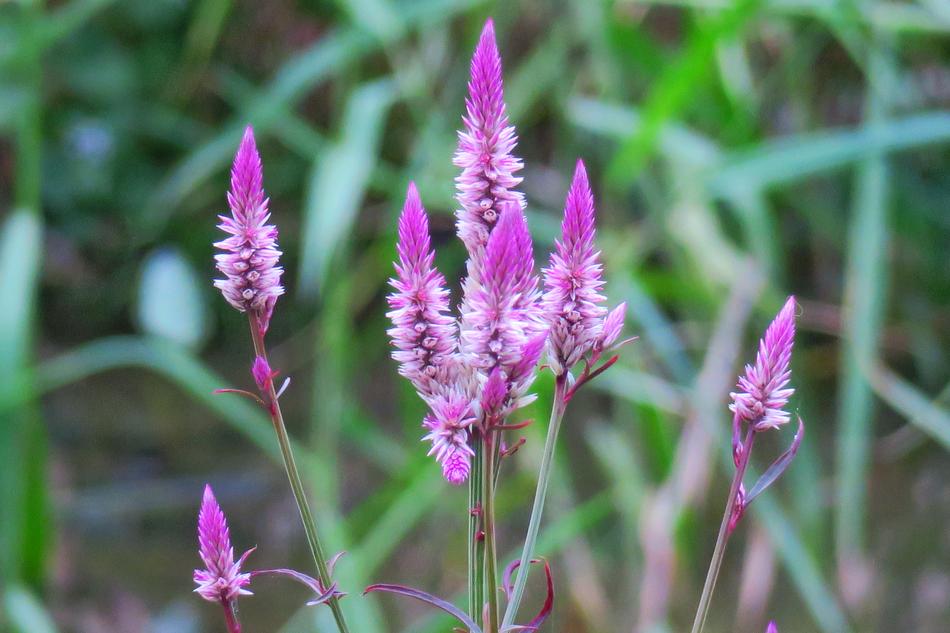 Nature Plant Flower