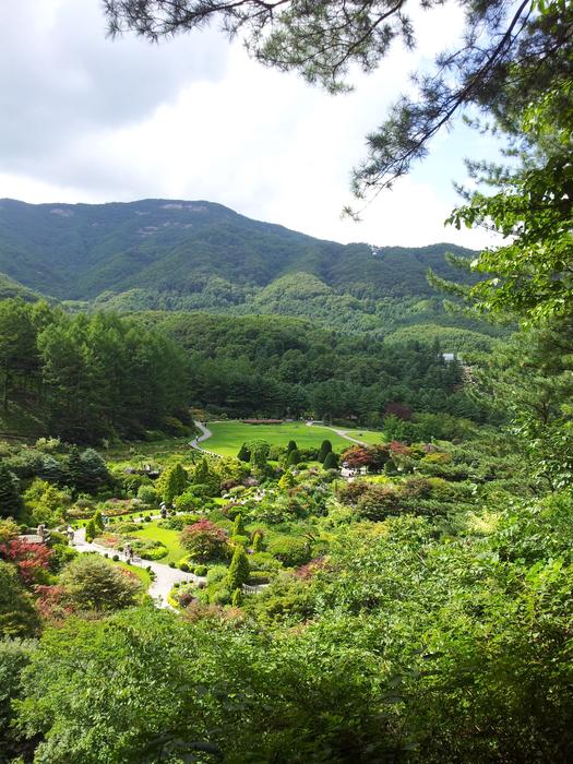 Nature Scenery Wood