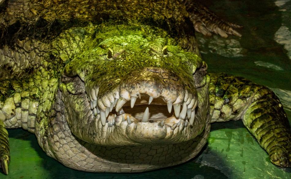 Reptile Nature Animal World